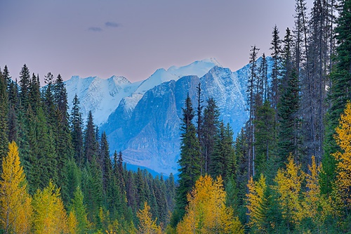 Yoho Peaks at Dusk from the Emerald Lake Road, Yoho National Park, British Columbia