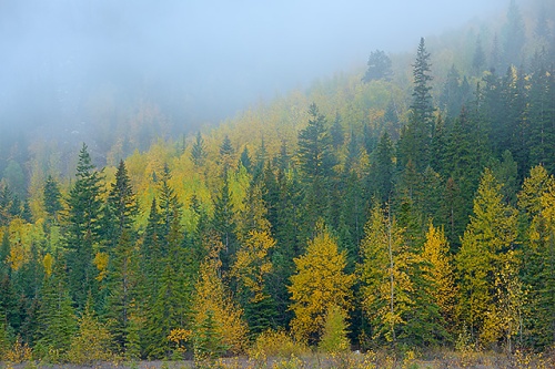 Foggy Aspens, Yoho Valley Road, Yoho National Park, British Columbia