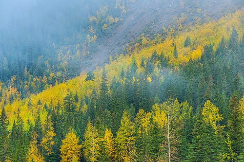 Foggy Trees, Yoho Valley Road, Yoho National Park, British Columbia